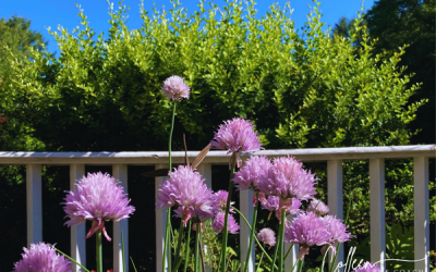 Why Chives are a Great Herb and Their Health Benefits